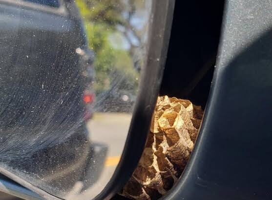 Why Do Wasps Like Car Mirrors