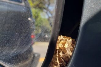 Why Do Wasps Like Car Mirrors