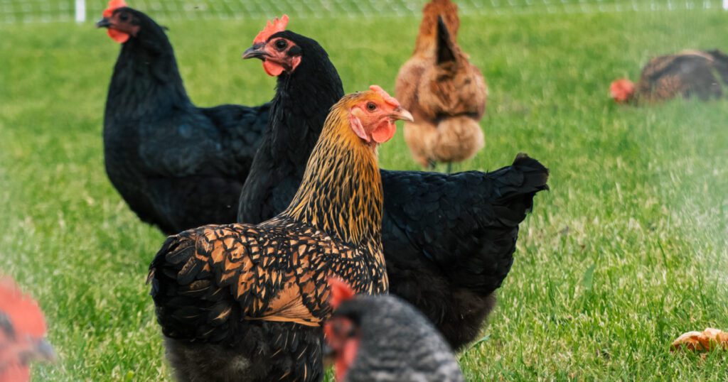 How to Start Poultry Farm in Nigeria Step by Step Guide