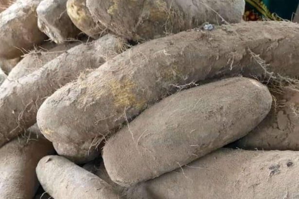 Wholesale Yam Markets in Nigeria: Top Locations for Bulk Purchases