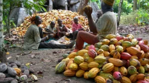 Largest Cocoa Producing States in Nigeria