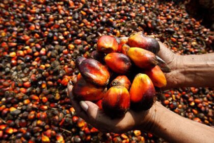 Unveiling the Palm Oil Producing States in Nigeria