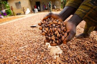 Largest Cocoa Producing States in Nigeria