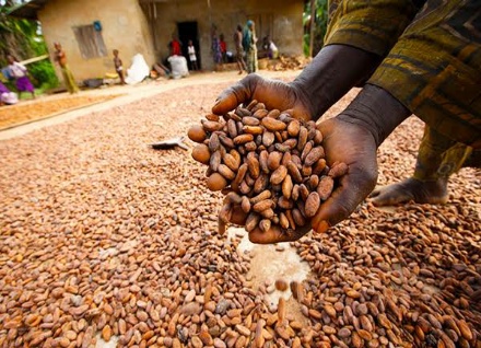 Largest Cocoa Producing States in Nigeria