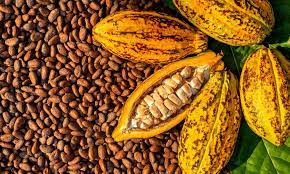 Largest Cocoa Producing States in Nigeria