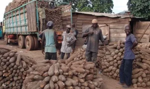 Wholesale Yam Markets in Nigeria: Top Locations for Bulk Purchases