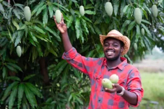 How to Start Mango Farming Business in Nigeria