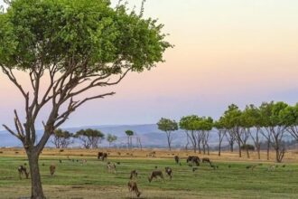 Importance of Savanna Vegetation in Nigeria